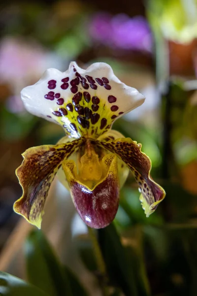 Güzel Ilginç Bir Orkide Çiçeği Karanlık Bir Arka Planda Çerideki — Stok fotoğraf