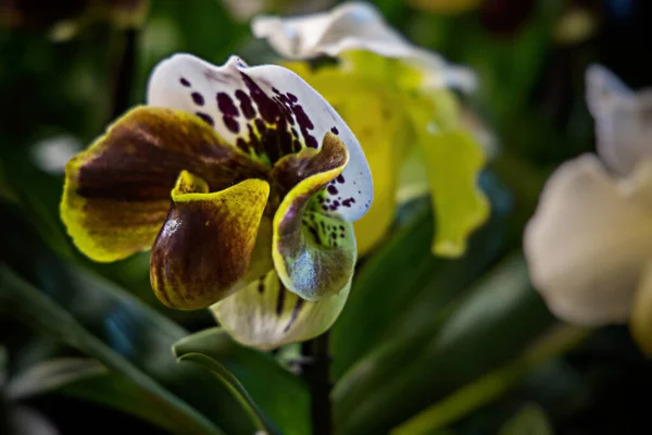 Bel Fiore Orchidea Interessante Uno Sfondo Scuro Una Luce Morbida — Foto Stock