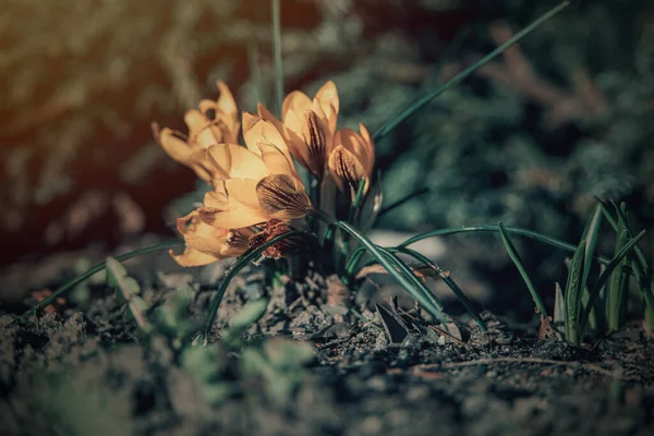 Красивые Весенние Цветы Крокусы Саду Теплых Лучах Послеобеденного Солнца — стоковое фото