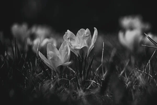 Krásné Jarní Květiny Krokusy Zahradě Teplých Paprscích Odpoledního Slunce — Stock fotografie