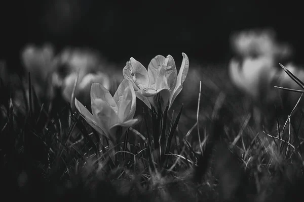 Gyönyörű Tavaszi Virágok Crocuses Kertben Meleg Sugarak Délutáni Nap — Stock Fotó