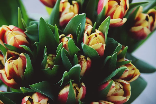 Schöner Strauß Roter Tulpen Mit Grünen Blättern Nahaufnahme — Stockfoto