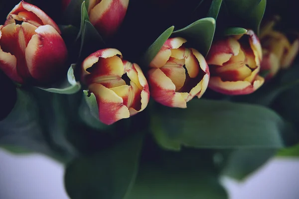 Schöner Strauß Roter Tulpen Mit Grünen Blättern Nahaufnahme — Stockfoto