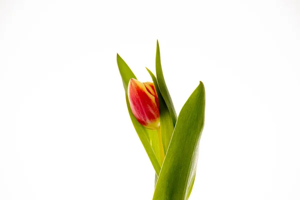 Bela Tulipa Vermelha Fundo Branco Close — Fotografia de Stock