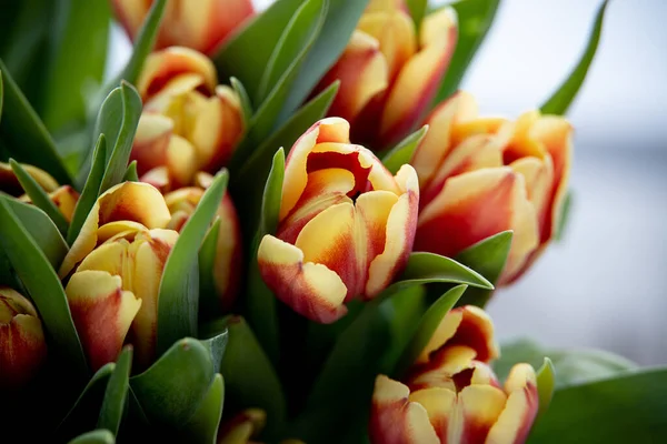 Schöner Strauß Roter Tulpen Mit Grünen Blättern Nahaufnahme — Stockfoto