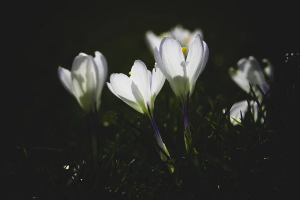 Hermosas Flores Primavera Azafranes Jardín Los Cálidos Rayos Del Sol — Foto de Stock