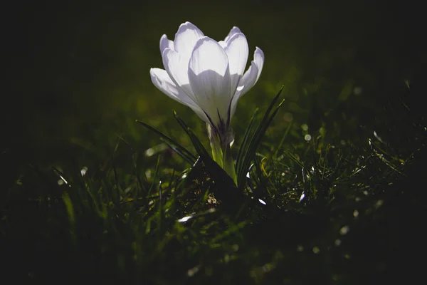 Hermosas Flores Primavera Azafranes Jardín Los Cálidos Rayos Del Sol —  Fotos de Stock