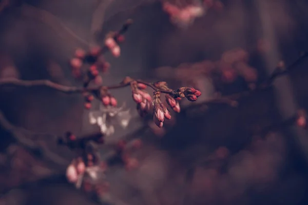 Schöner Frühlingsbaum Blüht Rosa Nahaufnahme Freien Der Warmen Sonne — Stockfoto