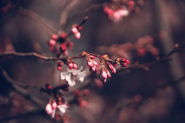 Magnifique Arbre Printemps Fleurissant Rose Gros Plan Extérieur Sous Soleil — Photo