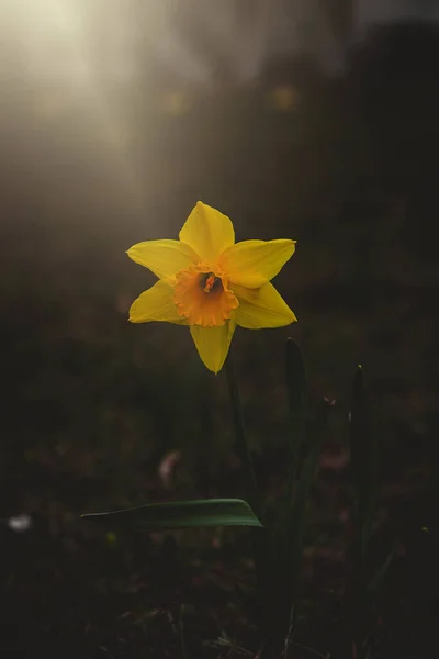 Krásný Žlutý Narcis Jarní Zahradě Detailu — Stock fotografie