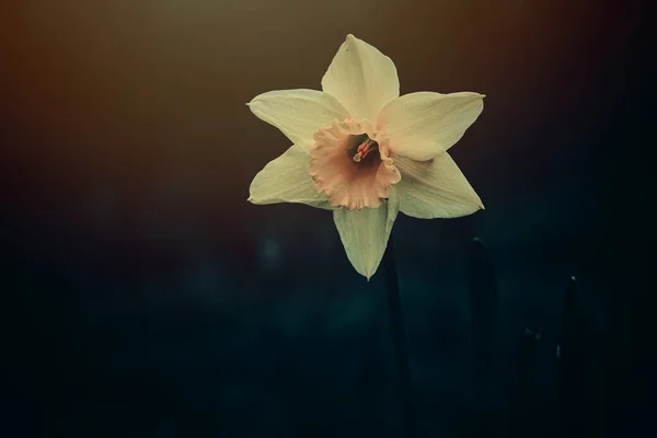 Schöne Gelbe Narzisse Frühlingsgarten Großaufnahme — Stockfoto