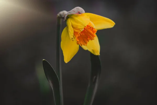 Piękny Żółty Żonkil Wiosennym Ogrodzie Zbliżeniu — Zdjęcie stockowe