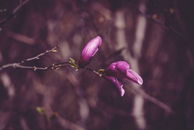 Güzel pembe manolya çiçeği ılık bir bahar gününde bahçe ağacında çiçek açıyor.
