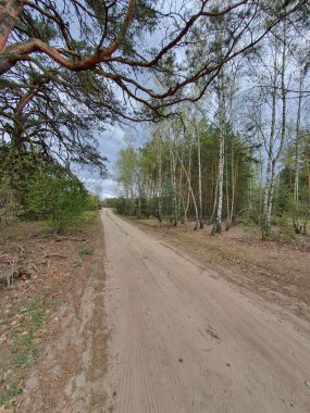 Toprak yolu ve bulutlu bir bahar gününde ağaçlarla kaplı güzel orman manzarası.