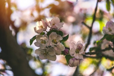 Güzel, beyaz, pembe bir elma sıcak bir yaz gününde ağaçta çiçek açar.