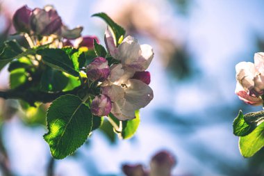 Güzel, beyaz, pembe bir elma sıcak bir yaz gününde ağaçta çiçek açar.
