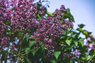 Bahçedeki ılık bahar güneşinde çiçek açan güzel leylak.