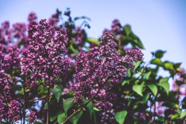 Bahçedeki ılık bahar güneşinde çiçek açan güzel leylak.