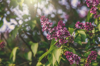 Bahçedeki ılık bahar güneşinde çiçek açan güzel leylak.