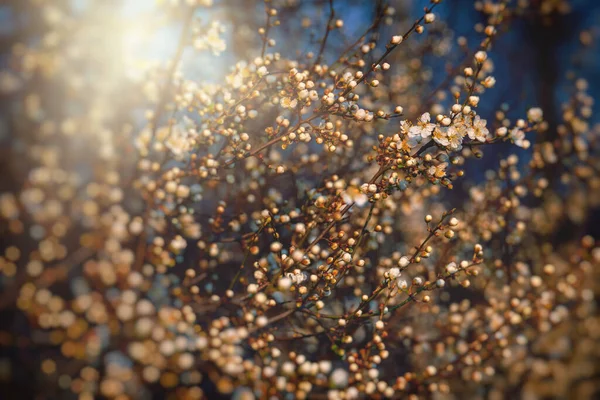 Bela Árvore Primavera Florescendo Rosa Close Livre Sol Quente — Fotografia de Stock