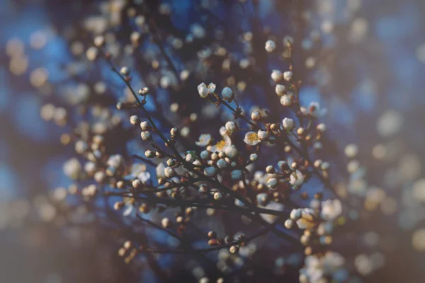 Vacker Vår Träd Blommar Rosa Närbild Utomhus Den Varma Solen — Stockfoto