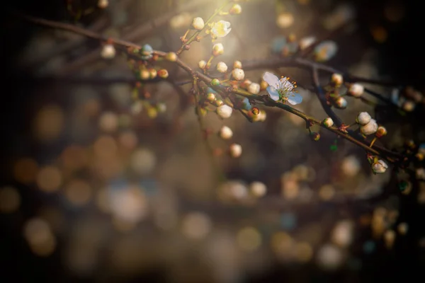 Piękne Drzewo Wiosna Kwitnące Różowy Zbliżeniu Zewnątrz Ciepłym Słońcu — Zdjęcie stockowe