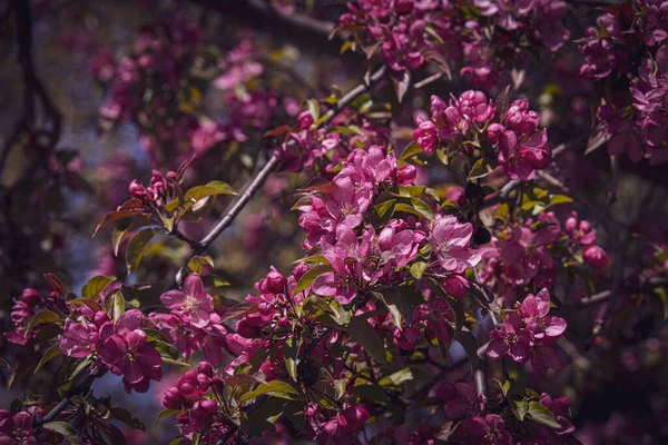 Bela Árvore Fruto Florido Com Flores Rosa Folhas Verdes Jardim — Fotografia de Stock