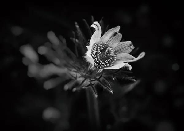 Hermosa Flor Blanca Pasque Creciendo Jardín Los Cálidos Rayos Del —  Fotos de Stock