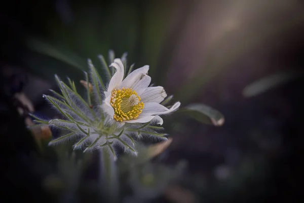 在春日温暖的阳光下 花园里生长着美丽的白色番石榴花 — 图库照片