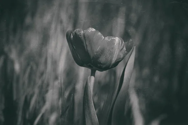 Belle Tulipe Rouge Sur Fond Herbe Verte Chaud Soleil Printanier — Photo