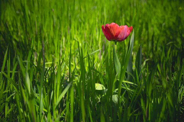 Bela Tulipa Vermelha Fundo Grama Verde Sol Quente Primavera — Fotografia de Stock