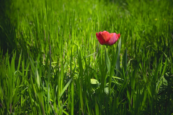 Hermoso Tulipán Rojo Sobre Fondo Hierba Verde Cálido Sol Primavera —  Fotos de Stock