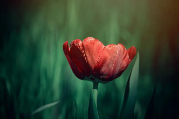 Красивый Красный Тюльпан Фоне Зеленой Травы Теплым Весенним Солнцем — стоковое фото