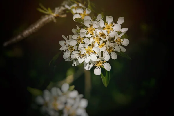 Beautiful White Flowers Fruit Tree Blossoming Spring — Stock Photo, Image