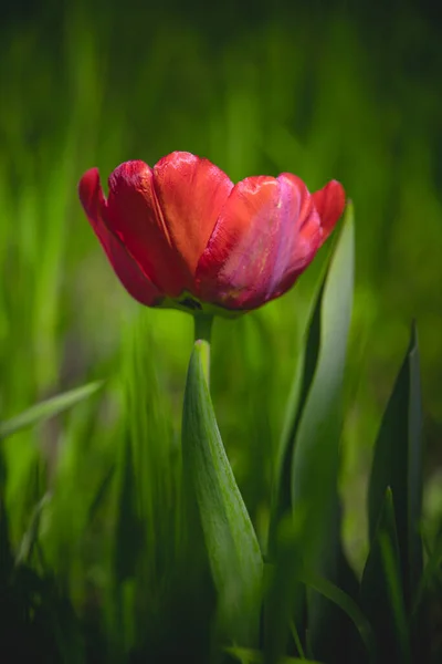 Bela Tulipa Vermelha Fundo Grama Verde Sol Quente Primavera — Fotografia de Stock