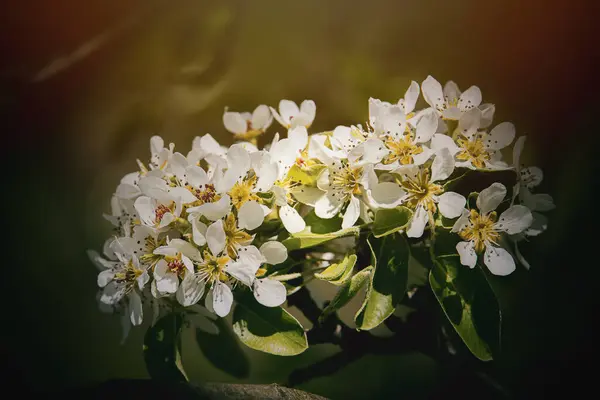 Όμορφα Λευκά Άνθη Οπωροφόρου Δένδρου Που Ανθίζουν Την Άνοιξη — Φωτογραφία Αρχείου