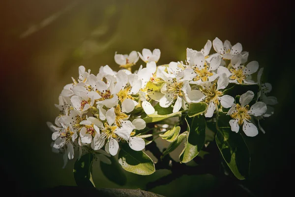 美丽的白花 开在春天的果树上 — 图库照片