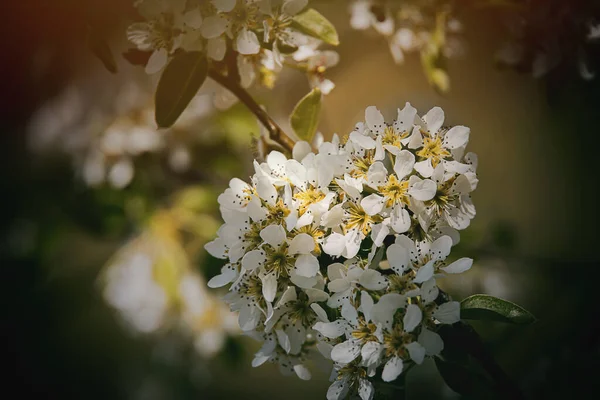 Prachtige Witte Bloemen Van Een Fruitboom Florerend Het Voorjaar — Stockfoto