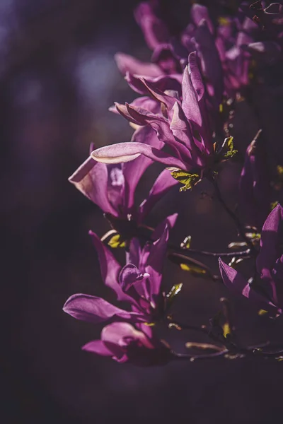 Hermosa Flor Magnolia Rosa Floreciendo Árbol Del Jardín Cálido Día —  Fotos de Stock