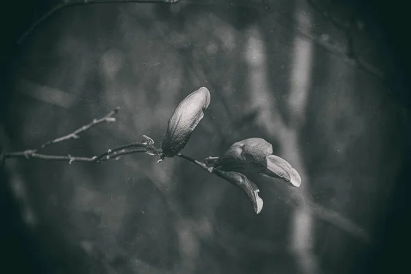 Bela Flor Magnólia Rosa Florescendo Árvore Jardim Dia Quente Primavera — Fotografia de Stock