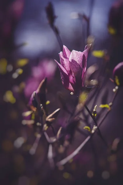 Krásná Růžová Magnólie Květ Kvete Zahradě Stromu Teplý Jarní Den — Stock fotografie