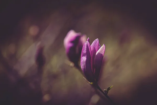 Schöne Rosa Magnolienblüte Auf Dem Gartenbaum Einem Warmen Frühlingstag — Stockfoto