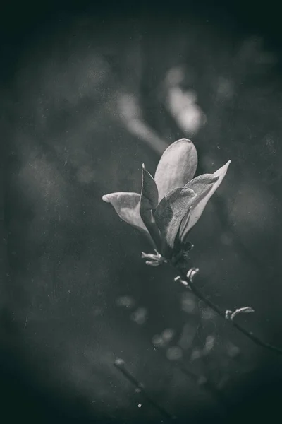 Vacker Rosa Magnolia Blomma Blommar Trädgårdsträdet Varm Vårdag — Stockfoto