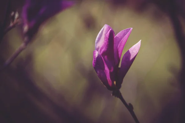 Krásná Růžová Magnólie Květ Kvete Zahradě Stromu Teplý Jarní Den — Stock fotografie