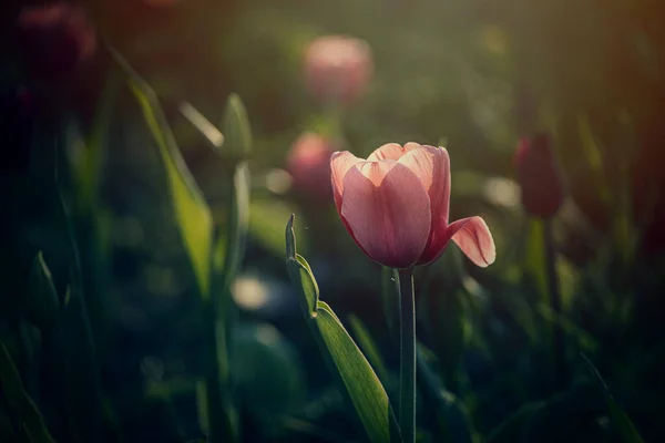 Hermoso Tulipán Rosado Primavera Que Crece Afuera Jardín Bajo Los —  Fotos de Stock