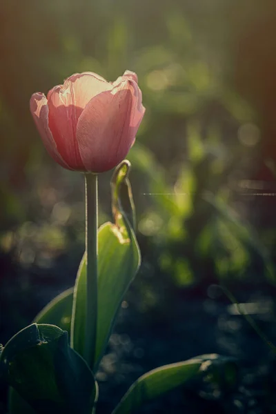 Krásný Růžový Jarní Tulipán Rostoucí Venku Zahradě Pod Teplými Paprsky — Stock fotografie