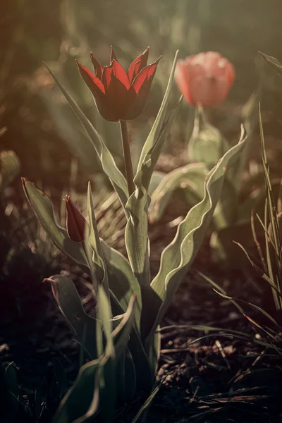 Krásný Červený Jarní Tulipán Rostoucí Venku Zahradě Pod Teplými Paprsky — Stock fotografie