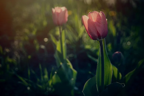 Hermoso Tulipán Rosado Primavera Que Crece Afuera Jardín Bajo Los —  Fotos de Stock