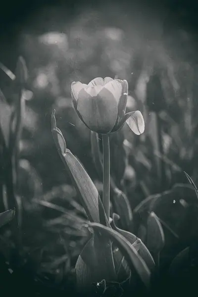 Belle Tulipe Rose Printanière Poussant Extérieur Dans Jardin Sous Les — Photo