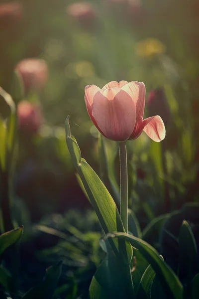 Bela Tulipa Primavera Rosa Crescendo Fora Jardim Sob Raios Quentes — Fotografia de Stock